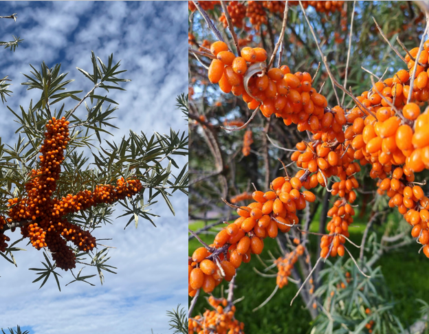 饮品报 饮品新媒体 yinpinbao.cn
