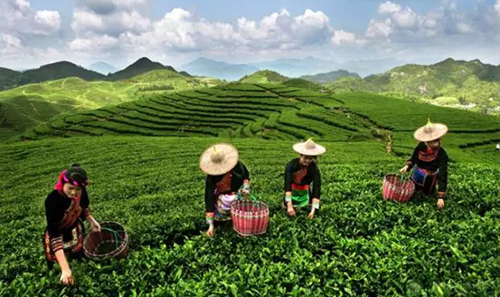 皇茶、喜茶之后，茶饮界又冒出一“黑马”乌龙煎|饮品报