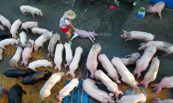 猪肉消费总量连年下滑，人们没那么爱吃肉了吗？|饮品报