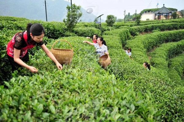 比肩星巴克？新中式茶饮的下半场得好好抓抓供应链管理这门课了|饮品报