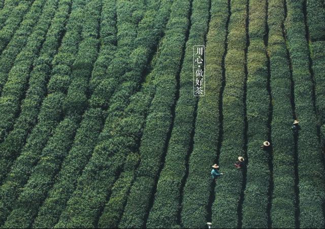 如何掘金500亿新茶饮市场，打造一杯有故事的黑龙茶？|饮品报