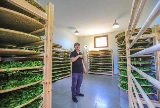 走近“肉桂王子”----探访武夷山最大的手工制茶工坊|饮品报