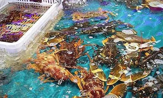 海鲜之战：上半场活鲜炒作已曲终，下半场冷冻海鲜厚积薄发？|饮品报