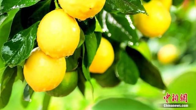 打造多个“中国第一”，这里凭啥“柠”聚世界？|饮品报