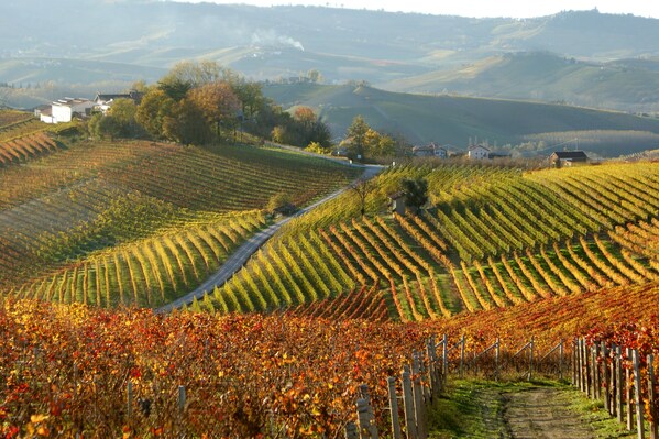 至味传说：中国葡萄酒专业人士齐聚 GRANDI LANGHE 2024 葡萄酒预品活动|饮品报
