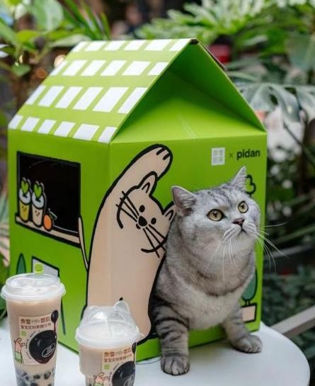 捐赠5吨猫粮！奈雪的茶牵手它基金传递“宠物美好”|饮品报