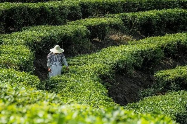 新茶饮竞速2023：有人超速，有人失速！|饮品报