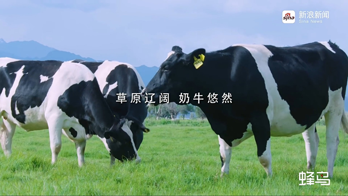 一款疆奶，靠什么走红社交媒体？|饮品报