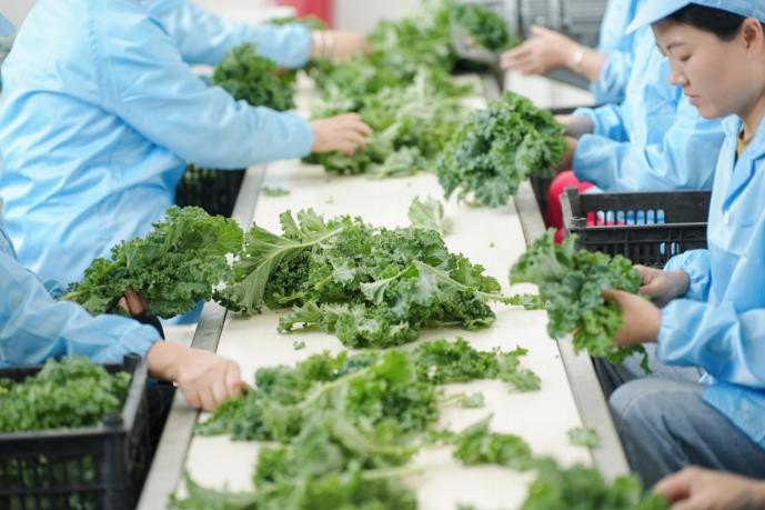 持续升级自然健康原料，喜茶羽衣甘蓝实现零农残种植|饮品报